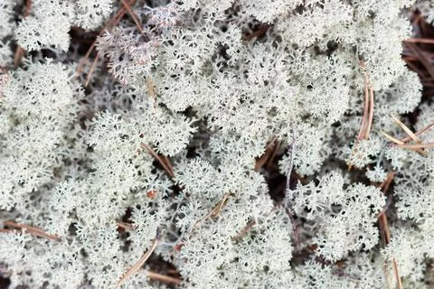 Texture of white dry moss in the forest close-up, natural background. Foto stock