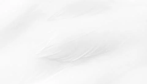 Texture of a white feathers Stock Photos