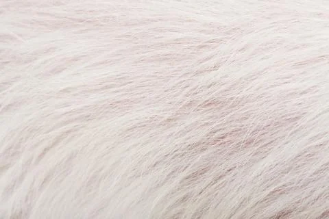 The texture of white fur Foto stock