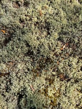 Texture white Moss on ground in forest. Background reindeer lichen Fotos de archivo