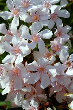 Texture of white oleander flowers Stock Photos