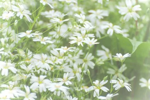 Texture white small flowers Stock Photos