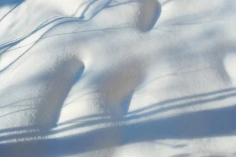 Texture of white snow with shadows of trees Stock Photos