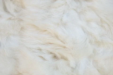 The texture of white wool. White wool background Stock Photos