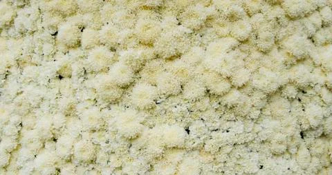 Texture of white'flower Stock Photos