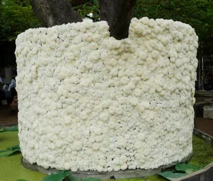 Texture of white'flower Photos