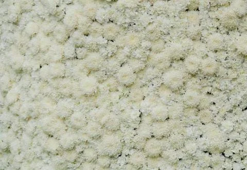 Texture of white'flower Photos