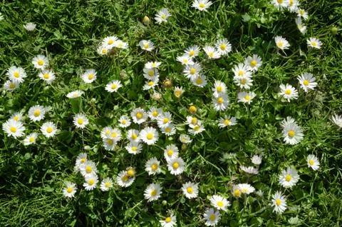 Texture of Wild Daisies Stock Photos