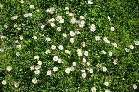 Texture of Wild Daisies in Spring Stock Photos