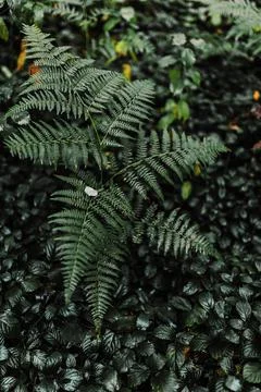 Texture of wild forest leaves. Stock Photos