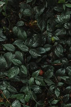 Texture of wild forest leaves. Stock Photos