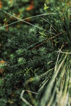 Texture of wild forest leaves. Stock Photos
