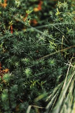 Texture of wild forest leaves. Foto stock