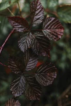 Texture of wild forest leaves. Foto stock