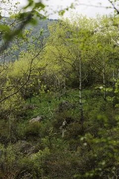 Texture of wild forest with tree Stock Photos