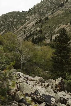 Texture of wild forest with tree Stock Photos