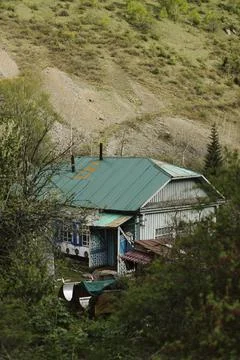 Texture of wild forest with tree Stock Photos