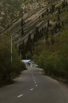 Texture of wild forest with tree Stock Photos