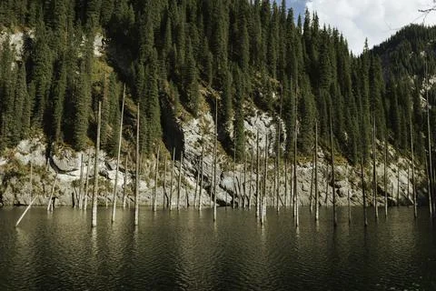 Texture of wild forest with tree Stock Photos