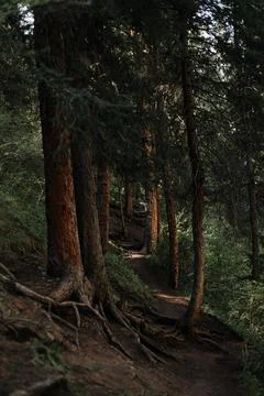 Texture of wild forest with tree Stock Photos