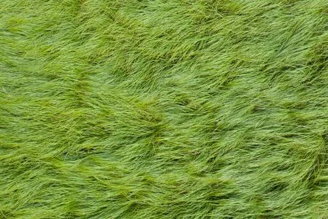 Texture of wild grass on the meadow. Stock Photos
