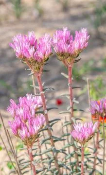 Texture of wild lavender, Stock Photos