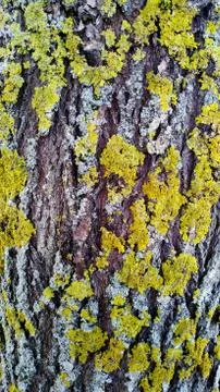 Texture of willow tree covered with yellow lichen Stock Photos