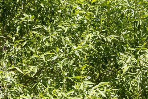 Texture of willow tree with green fresh leaves and buds is in a park in sprin Stock Photos