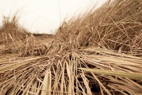 Texture of wilted Grass. Dry grass background. Grass texture in black and whi Stock Photos