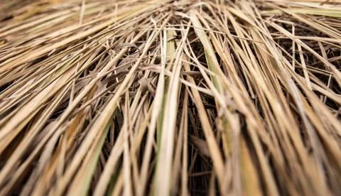 Texture of wilted Grass. Dry grass background. Grass texture in black and whi Stock Photos