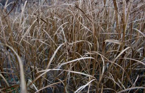 Texture of wilted Grass. Dry grass background. Grass texture in black and whi Stock Photos