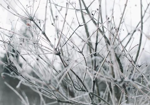 Texture of winter branches in the snow close-up Stock Photos