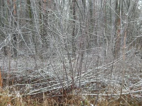 Texture of winter forest plants on a background Fotos de archivo