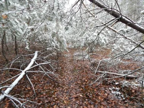 Texture of winter forest plants on a background Fotos de archivo