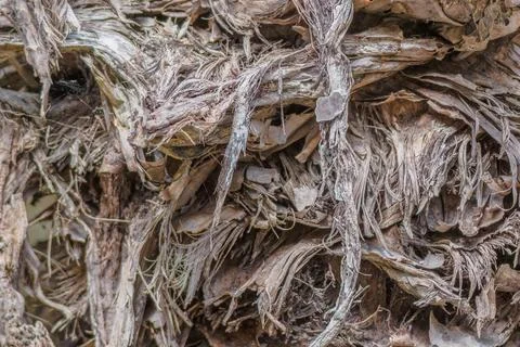 The texture of a withered agave plant Foto stock
