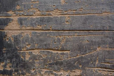 A texture of wood, also suitable as a background Stock Photos