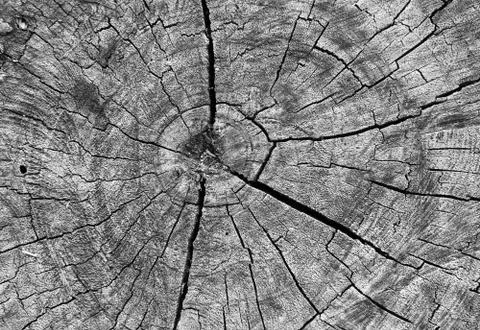 Texture of wood background 写真素材