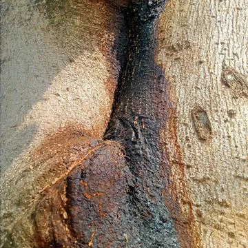 Texture of wood bark Foto stock