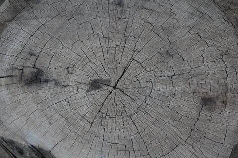 Texture of wood cut-off Stock Photos