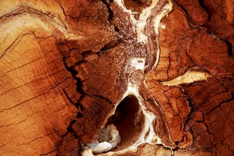 Texture wood materials Stock Photos