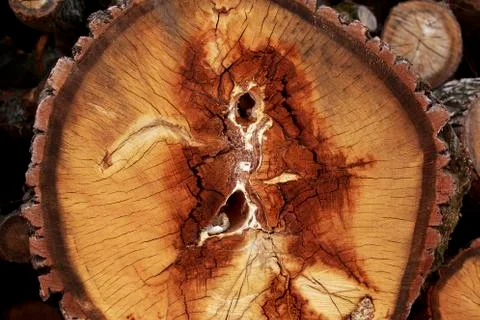 Texture wood materials Stock Photos