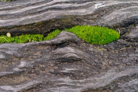 Texture of wood with moss inside Stock Photos