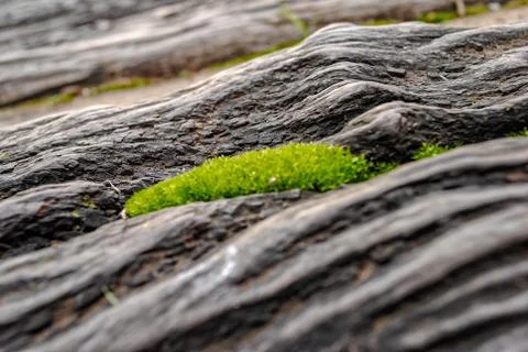 Texture of wood with moss inside Stock Photos