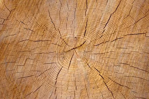 Texture of wood Stock Photos