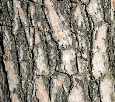 Texture Of Wood Stock Photos