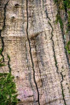Texture of the wood Foto stock