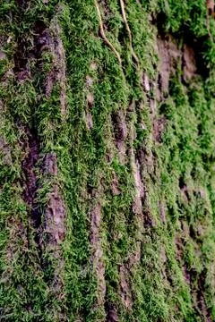 Texture of the wood 写真素材