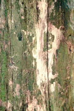 Texture of the wood Foto stock