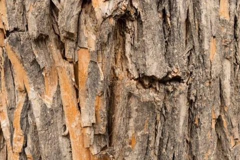 Texture wood tree bark Stock Photos