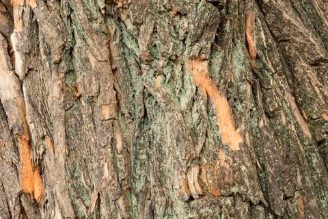 Texture wood tree bark Foto stock